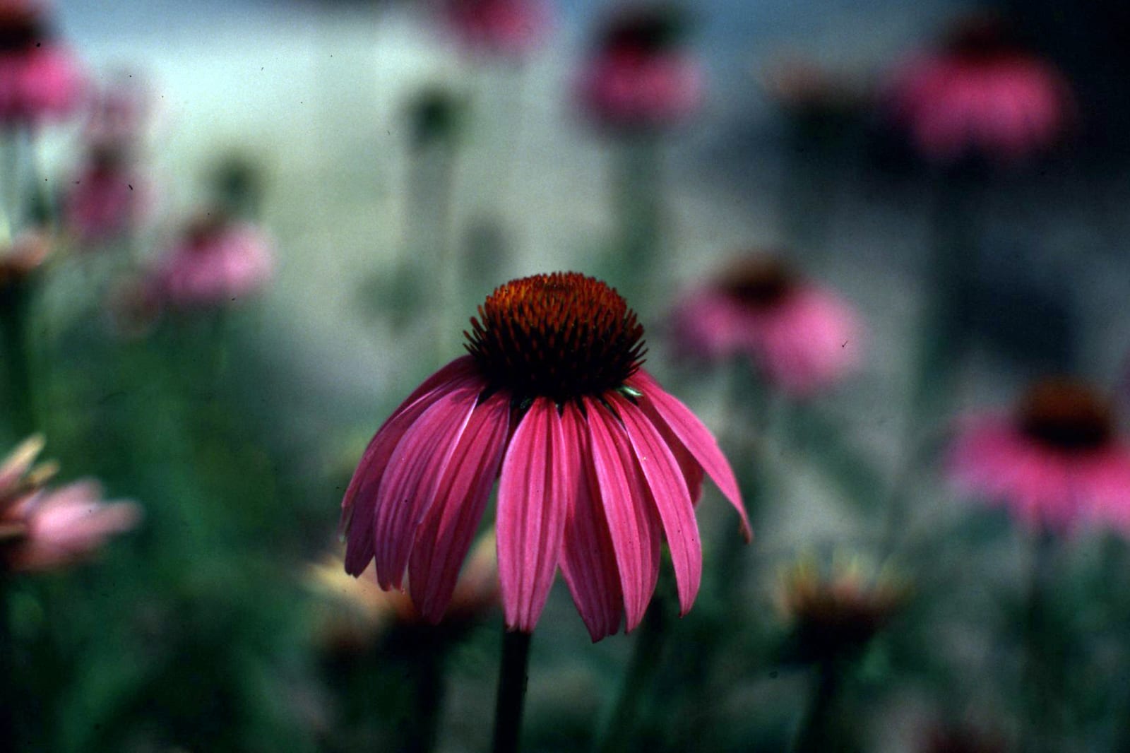 Un fiore di echinacea in primo piano