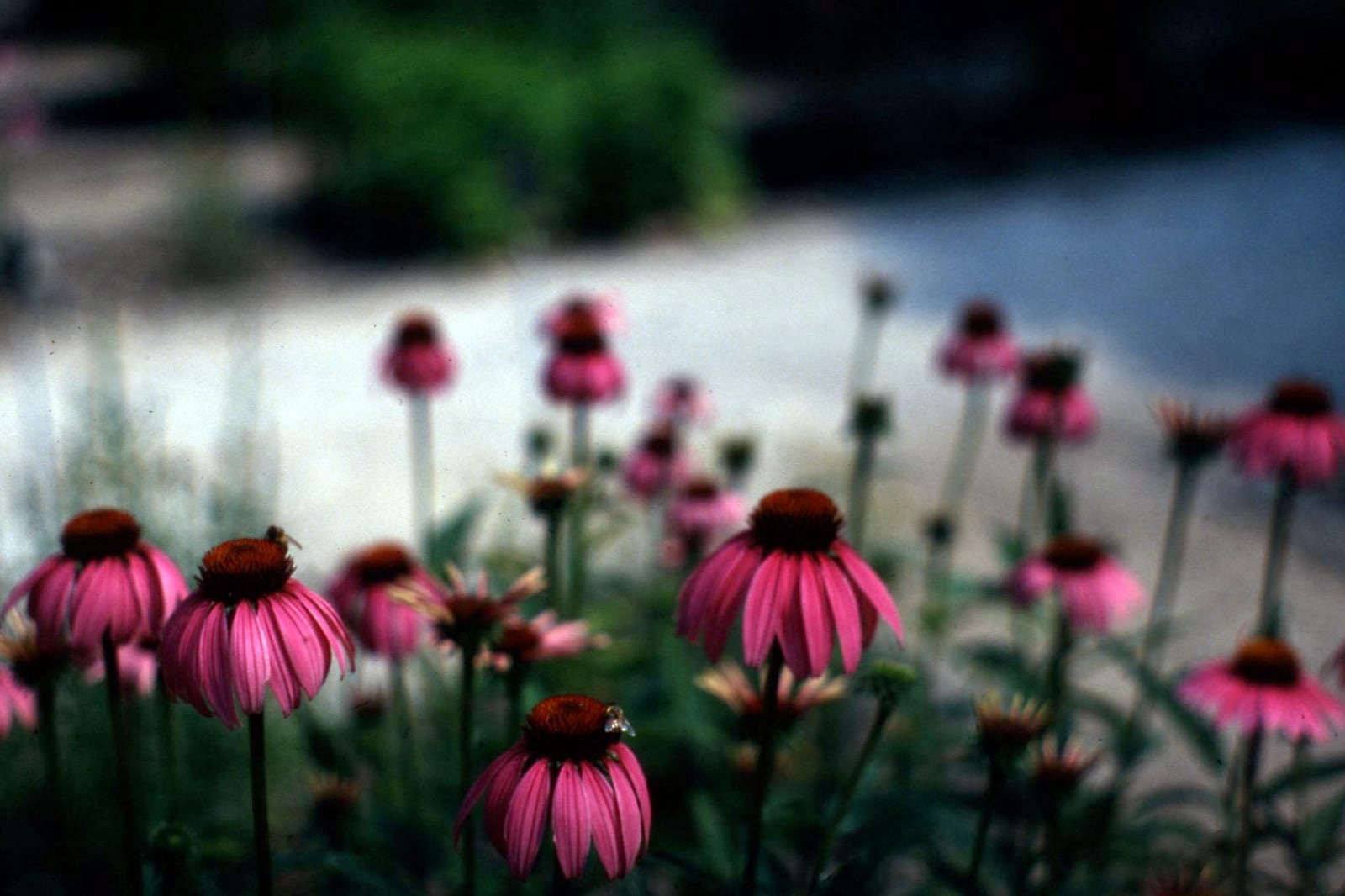 Fiori di echinacea con un'ape